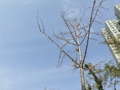 Ginkgo biloba
