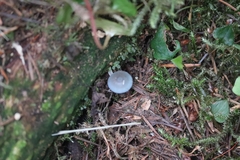 Mycena