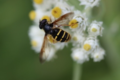Sericomyia chalcopyga