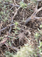 Phrynosoma platyrhinos