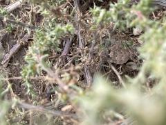 Phrynosoma platyrhinos