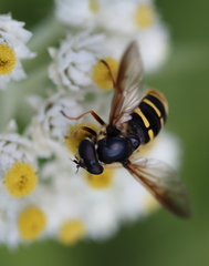 Sericomyia chalcopyga