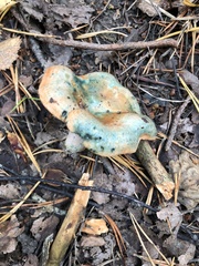 Lactarius deterrimus