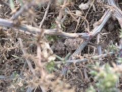 Phrynosoma platyrhinos