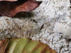 Archaeognatha