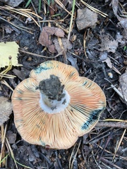 Lactarius deterrimus