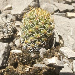 Coryphantha erecta