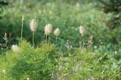 Pulsatilla