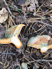 Lactarius deterrimus