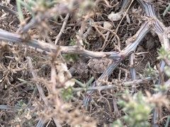 Phrynosoma platyrhinos