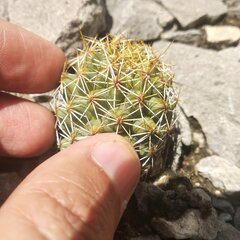 Coryphantha erecta