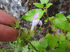 Lamium garganicum