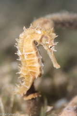 Hippocampus jayakari