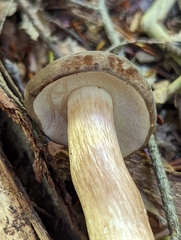 Tylopilus indecisus