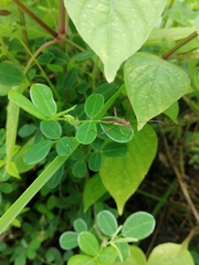 Riptortus linearis