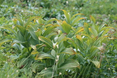 Veratrum
