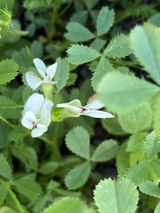 Trifolium monanthum