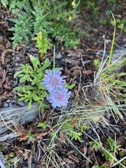 Scabiosa lacerifolia