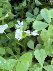 Trifolium monanthum