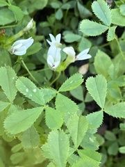Trifolium monanthum