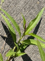 Persicaria glabra