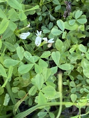 Trifolium monanthum