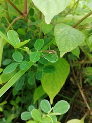 Riptortus linearis