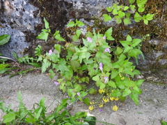 Lamium garganicum
