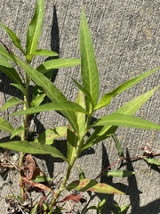 Persicaria glabra
