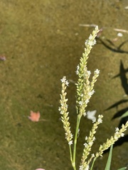 Persicaria glabra