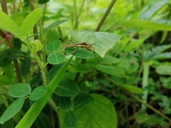 Riptortus linearis