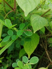 Riptortus linearis