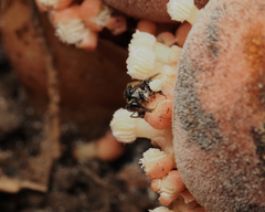 Tetragonula carbonaria