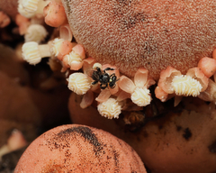 Tetragonula carbonaria