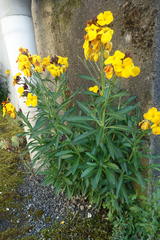 Erysimum × cheiri