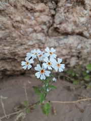 Jamesbrittenia aridicola