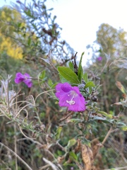 Epilobium hirsutum