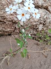 Jamesbrittenia aridicola