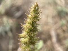 Amaranthus retroflexus