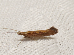 Plutella xylostella-australiana