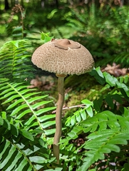Macrolepiota procera