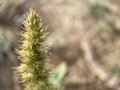 Amaranthus retroflexus