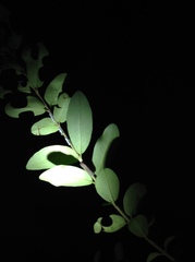 Ricania sublimata