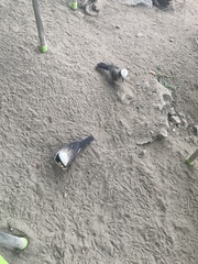 Eurocephalus ruppelli