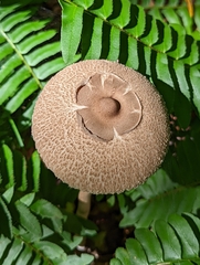 Macrolepiota procera