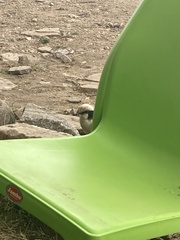 Eurocephalus ruppelli