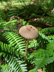 Macrolepiota procera