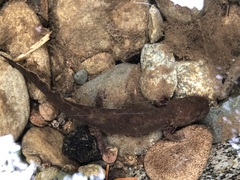 Dicamptodon tenebrosus