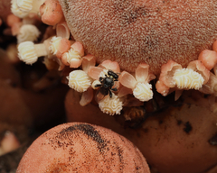 Tetragonula carbonaria