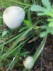 Panaeolus cyanescens